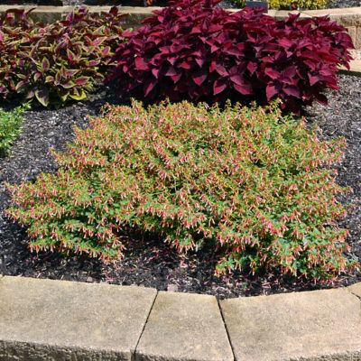 Image showing  Potted Red/Yellow Cuphea Hummingbird's Lunch Plants, 2.5 in., 3 pc.