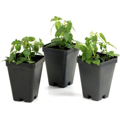 Image showing  Potted Red/Yellow Cuphea Hummingbird's Lunch Plants, 2.5 in., 3 pc.