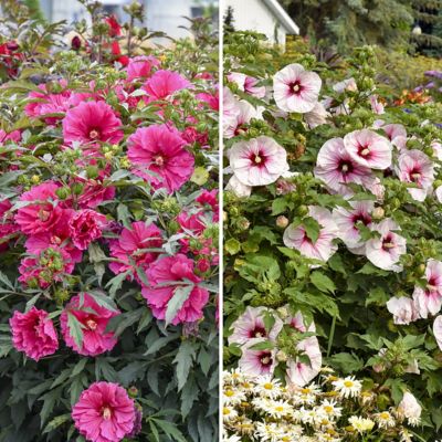 National Plant Network Pink Bare Root Giant Hibiscus Duo Plants, 2 pc.