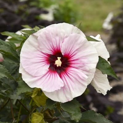 Image showing  Pink Bare Root Giant Hibiscus Duo Plants, 2 pc.