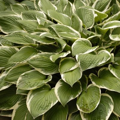 National Plant Network Bare Root Hosta Francee (3-Pack)
