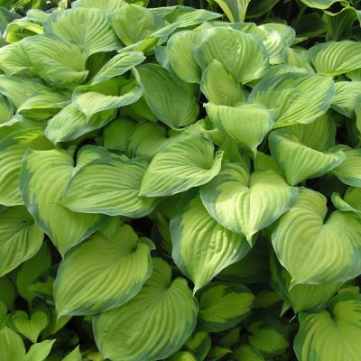 National Plant Network Bare Root Hosta Guacamole (3-Pack)