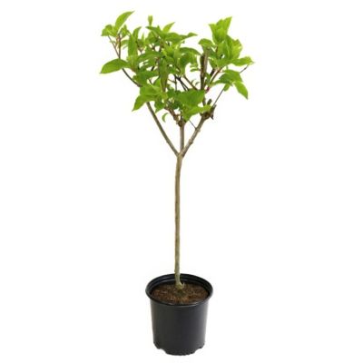 National Plant Network 1 gal. Potted Lime Green/Pink Hydrangea Limelight Prime Tree Plant with Lime Green Flowers