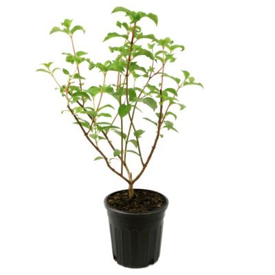 National Plant Network 1 gal. Hydrangea Little Lotte Shrub with White Flowers