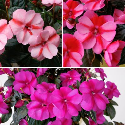 National Plant Network 2.5 in. Impatiens Candylicious SunPatiens Collection (3-Pack)