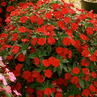 National Plant Network 2.5 in. Impatiens Fireball SunPatiens Collection (3-Pack)