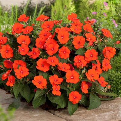 Image showing  2.5 in. Impatiens Fireball SunPatiens Collection (3-Pack)
