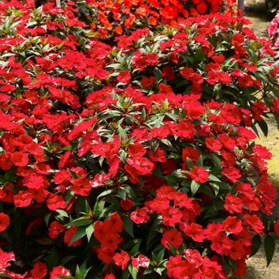 Image showing  2.5 in. Impatiens Fireball SunPatiens Collection (3-Pack)
