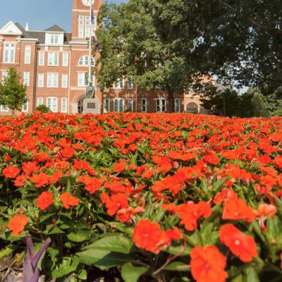 Image showing  2.5 in. Impatiens Fireball SunPatiens Collection (3-Pack)