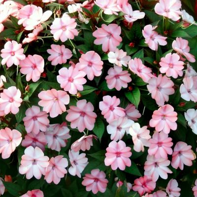 Image showing  2.5 in. Impatiens Pinkerbell SunPatiens Collection (3-Pack)