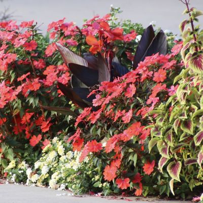 Image showing  2.5 in. Impatiens Pinkerbell SunPatiens Collection (3-Pack)