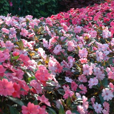 Image showing  2.5 in. Impatiens Pinkerbell SunPatiens Collection (3-Pack)