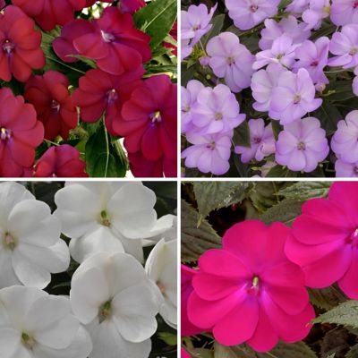National Plant Network 2.5 in. Impatiens SunPatiens Collection (4-Pack)