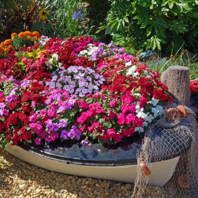 Image showing  2.5 in. Impatiens SunPatiens Collection (4-Pack)