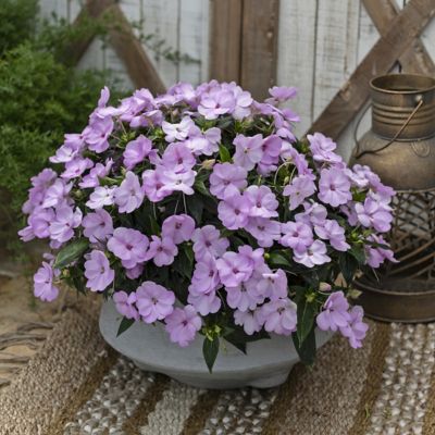 Image showing  2.5 in. Impatiens SunPatiens Collection (4-Pack)