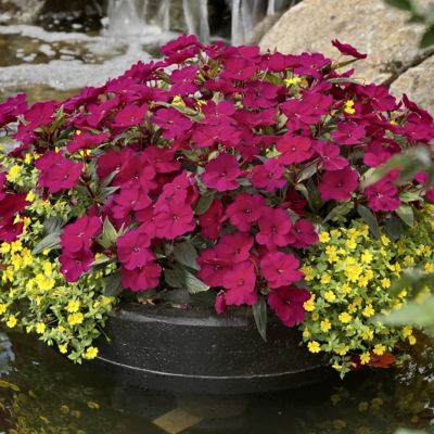 Image showing  2.5 in. Impatiens SunPatiens Collection (4-Pack)