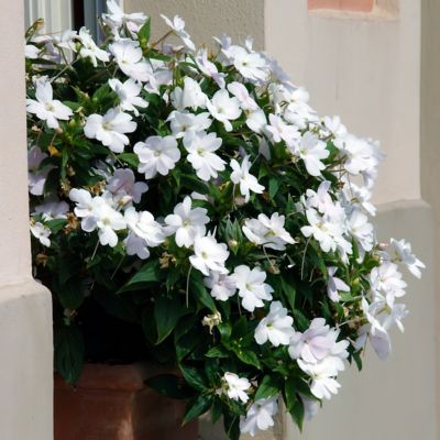 Image showing  2.5 in. Impatiens SunPatiens Collection (4-Pack)