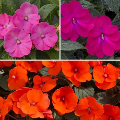 National Plant Network 2.5 in. Impatiens Tropical Punch SunPatiens Collection (3-Pack)