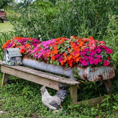 Image showing  2.5 in. Impatiens Tropical Punch SunPatiens Collection (3-Pack)