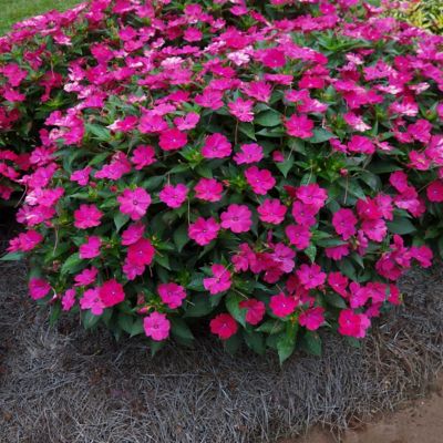 Image showing  2.5 in. Impatiens Tropical Punch SunPatiens Collection (3-Pack)
