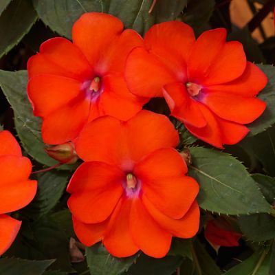 Image showing  2.5 in. Impatiens Tropical Punch SunPatiens Collection (3-Pack)