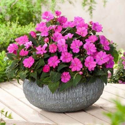 Image showing  2.5 in. Impatiens Tropical Punch SunPatiens Collection (3-Pack)