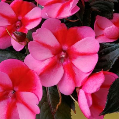 National Plant Network 2.5 in. Impatiens Red Candy SunPatiens (3-Pack)