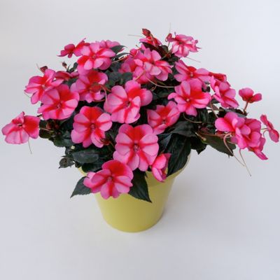 Image showing  2.5 in. Impatiens Red Candy SunPatiens (3-Pack)