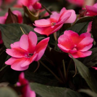 Image showing  2.5 in. Impatiens Red Candy SunPatiens (3-Pack)