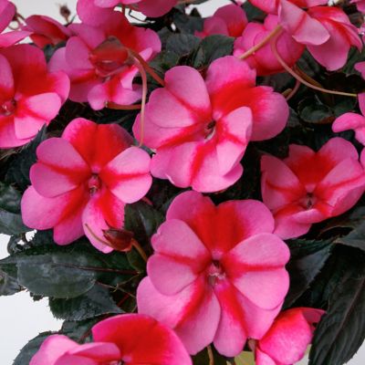 Image showing  2.5 in. Impatiens Red Candy SunPatiens (3-Pack)
