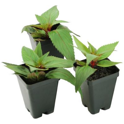 Image showing  2.5 in. Impatiens Red Candy SunPatiens (3-Pack)