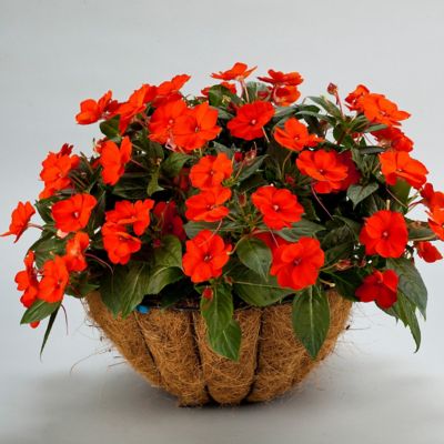 Image showing  2.5 in. Impatiens Compact Electric Orange SunPatiens (3-Pack)