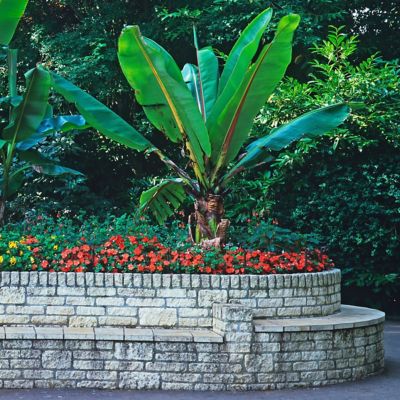 Image showing  2.5 in. Impatiens Compact Electric Orange SunPatiens (3-Pack)