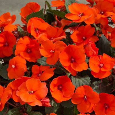 Image showing  2.5 in. Impatiens Compact Electric Orange SunPatiens (3-Pack)