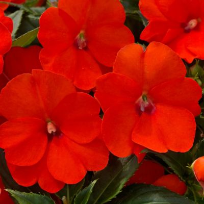 Image showing  2.5 in. Impatiens Compact Electric Orange SunPatiens (3-Pack)