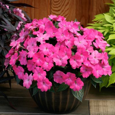 Image showing  2.5 in. Impatiens Compact Hot Pink SunPatiens (3-Pack)