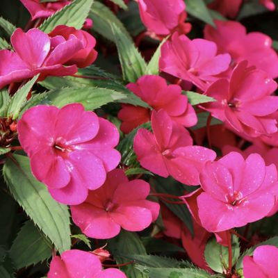 Image showing  2.5 in. Impatiens Compact Hot Pink SunPatiens (3-Pack)