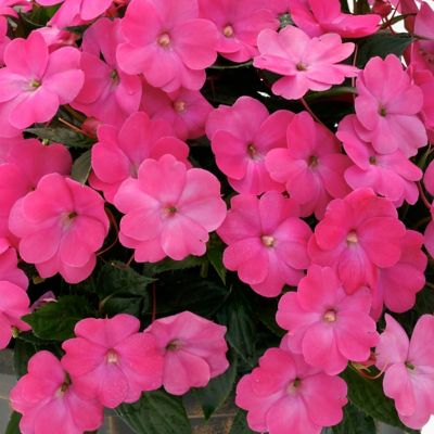 Image showing  2.5 in. Impatiens Compact Hot Pink SunPatiens (3-Pack)