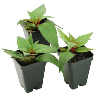 Image showing  2.5 in. Impatiens Compact Hot Pink SunPatiens (3-Pack)