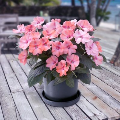 Image showing  2.5 in. Impatiens Compact Blush Pink SunPatiens (3-Pack)