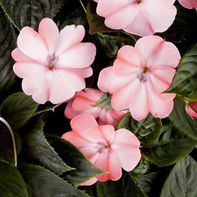 Image showing  2.5 in. Impatiens Compact Blush Pink SunPatiens (3-Pack)