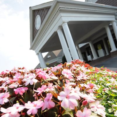 Image showing  2.5 in. Impatiens Compact Blush Pink SunPatiens (3-Pack)