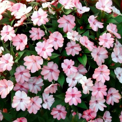 Image showing  2.5 in. Impatiens Compact Blush Pink SunPatiens (3-Pack)