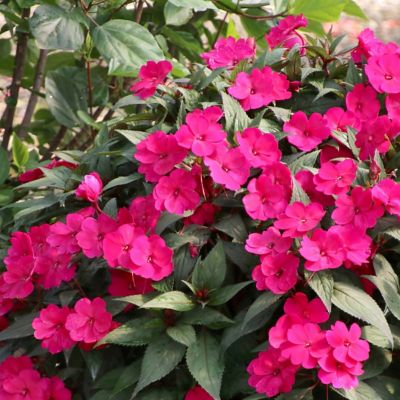 Image showing  2.5 in. Impatiens Vigorous Rose Pink SunPatiens (3-Pack)