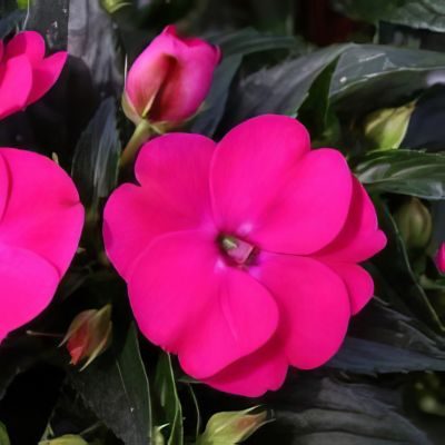 Image showing  2.5 in. Impatiens Vigorous Rose Pink SunPatiens (3-Pack)