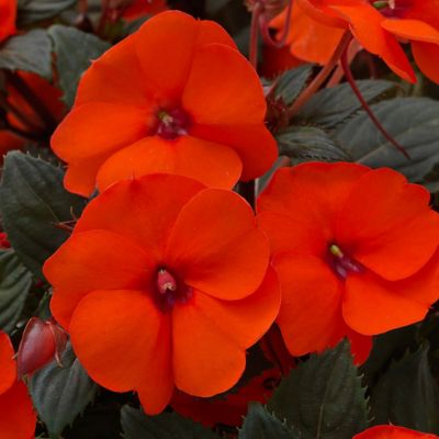 National Plant Network 2.5 in. Impatiens Compact Hot Coral SunPatiens (3-Pack)