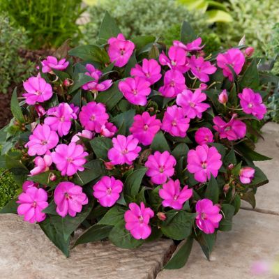 Image showing  2.5 in. Impatiens Compact Lilac SunPatiens (3-Pack)