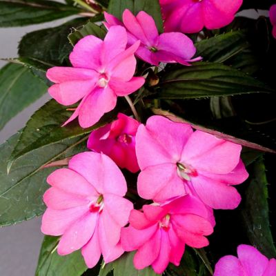 Image showing  2.5 in. Impatiens Compact Lilac SunPatiens (3-Pack)