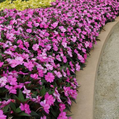 Image showing  2.5 in. Impatiens Compact Lilac SunPatiens (3-Pack)