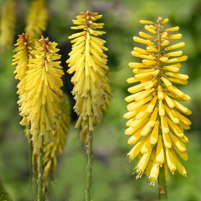 National Plant Network 3.25 in. Kniphofia Glowstick Torch Lily (3-Pack)